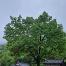 사나사(사찰 앞) 이미지