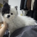 마음따뜻한방병원 | 함께한 모든 순간들이 선물이었다 /폐렴치료일기 / 강아지 폐렴 치료 비용공유 / 산소방 후기