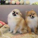 콩밤샵