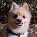 아리's dog 네이버블로그