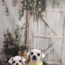 안나 펫 살롱 이미지