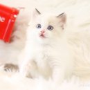 브리더클럽 이미지