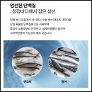 11260-2-10-4 | [공지] 강아지 귀, 외이염에 좋은 포르자10 독 에코 미니앤토이 사료 4주 체험 후기