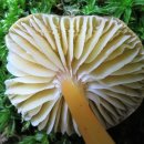끈적주황꽃버섯 (임시명) 이미지