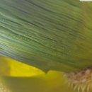 부영농원 이미지