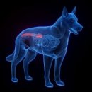 안양김준동물병원 이미지