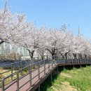 양평1동-4 | 안양천 벚꽃축제 2026 완전 가이드! 실시간 개화·만개 시기, 숨은 명소, 축제 일정까지 총정리