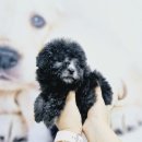 김해 해피몽 김해강아지분양 고양이분양 이미지