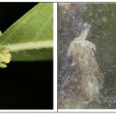 만두나무 이미지