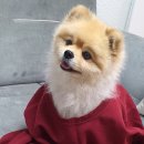 (주)펫둥이 네이버블로그