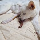 대한견식 이미지