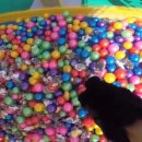 즐거운 뽑기랜드 이미지