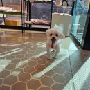 꼬로롱멍 이미지