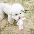 오창중앙병원 | 청주 강아지 슬개골탈구 원인과 증상, 수술 방법/수술후기