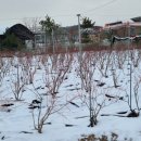 하은농장 이미지