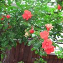 참노인요양원 이미지