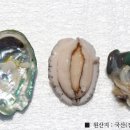 완도식자재마트