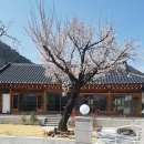 향기나무 이미지