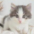 My Love Cat(마이러브캣) 이미지