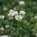 행복의아침 이미지