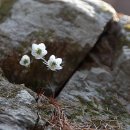 매혹적인 꽃향기 속에서(366) - 안양 수리산, 변산바람꽃(1) 이미지