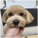 멍뭉살롱 이미지