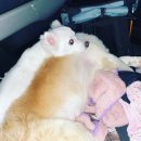 금쪽금쪽금쪽반려동물병원 | 사랑하는 우리 아이를 위한 🐕 펫보험, 금쪽같은 펫보험으로 준비하세요