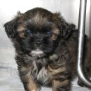 연서 동물병원 이미지