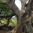 와흘본향당 이미지