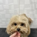 펫마켓 서구점 이미지