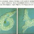 아르셀라 이미지