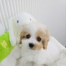창원강아지분양 헬스독 애견입양 말티푸들포메라니안미니비숑 이미지