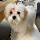 땡자네 묭실 이미지