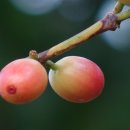 허브아일랜드 식물원 이미지