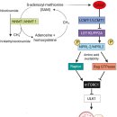 Re: Pleiotropic Effects of mTOR and Autophagy During Development and Aging 이미지
