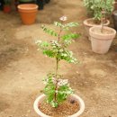 오 가게 이미지