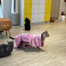 일산 고양이카페 시간 순삭 데이트 코스 추천 │ 냥이놀이터
