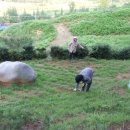 곡성-209 이미지