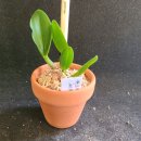 Cattleya walkeriana semi-alba ( Tokyo No.1× flamea Tokutsu) 이미지