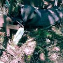 제주야생동물구조센터 이미지