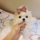 베리하우스 켄넬 이미지