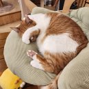 캣카페 집사의하루 분당점 이미지