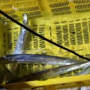 인어좌대 이미지