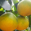 홍가네2농장 이미지