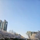 간선2 | 인천 계양 서부천 벚꽃길 와이프랑 인천 벚꽃 명소 🌸 처음 가봤는데 대박 서부간선수로 완벽 가이드