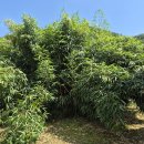 소수서원과 곽진(郭瑨) 원장의 종죽기(種竹記) 이미지