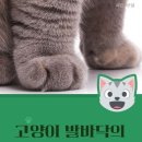 야옹이발바닥 이미지