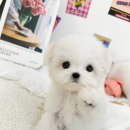 요기독 강아지분양 고양이분양 수원본점 네이버블로그