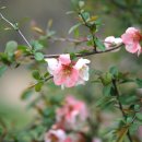 명자나무 Chaenomeles speciosa (Sw.) Nakai 이미지