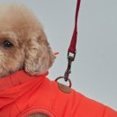 도그아이 이미지